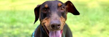This very intelligent breed of dog needs love. Home Georgia Doberman Rescue
