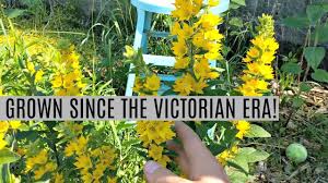 Sunshine in the garden is how i like to describe yellow perennial flowers. Yellow Loostrife Plant Profile Youtube