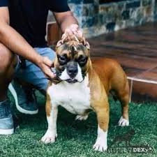 Dog fighting in the philippines, one of dog owner have wooden weapon (2x2) but he can't hit one of those dog because of this. Dog Profile Bullydex