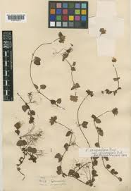 Image result for Centemopsis filiformis