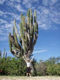 Leading company in outdoor activities, located on the pacific coast 20 minutes from cabo san lucas. 400 Year Old Cactus Picture Of Cabo San Lucas Los Cabos Tripadvisor