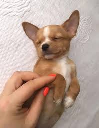 Teacup Chihuahua And Yorkie puppies for adoption & rehoming