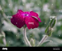 Bloody william hi-res stock photography and images