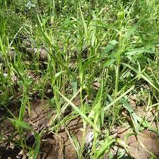 Image result for Commelina subulata