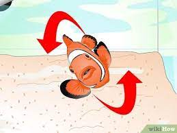 He looks like he dying but everyday he is still moving just a little bit. How To Tell If Your Fish Is Sick With Pictures Wikihow