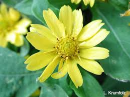 We did not find results for: Summer Bedding Plants University Of Florida Institute Of Food And Agricultural Sciences