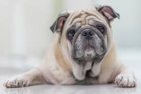 In this article, we will be looking at all aspects of the english bulldog lifespan. How Long Do Pugs Live Lifespan Common Health Problems