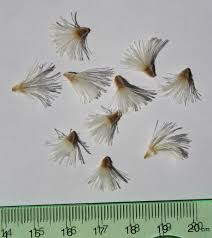 Image result for Macledium zeyheri