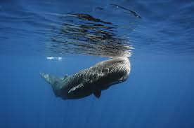 Ketika kami menemukan ambergris, saya merasa sangat bahagia, kata seorang nelayan lainnya. Ambergis Muntahan Ikan Paus Sebagai Bahan Parfum Kelas Dunia