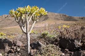 Image result for Kleinia mweroensis