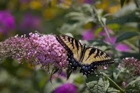 Image result for Komule střídavolisté