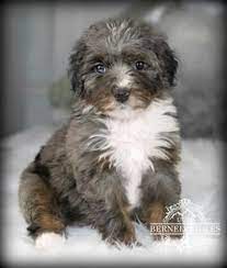 Pin By Ljerka Balic On Adorable Puppy In 2021 Bernedoodle Mini Bernedoodle Cute Puppies