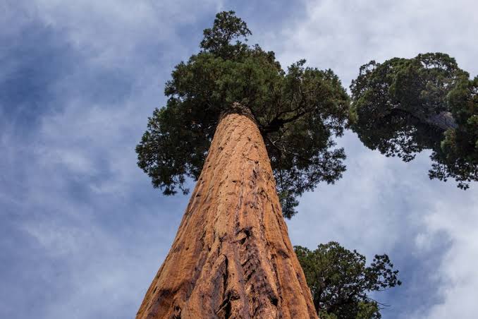 Mga resulta ng larawan para sa Giant Sequoia trees"