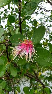 Image result for Sonneratia