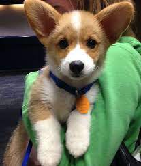 Rumble / dogs & puppies — a cute video has emerged of a playful corgi puppy going extreme attack mode on its own collar, slowly realizing that it is a lost battle. Pin On Corgis