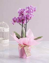 Pink Midi Thank You Orchid 1 Orchids Plant Gifts Pink Orchids