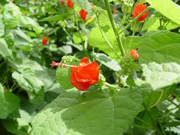 Image result for Malvaviscus