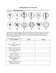 Mitosis versus meiosis worksheet answer key. Mitosis Vs Meiosis Worksheet