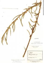 Image result for Aeschynomene nyassana