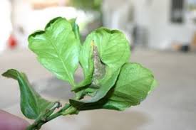 I've given it citrus food and haven't noticed a change. Curling Leaves On A Lemon Tree Thriftyfun