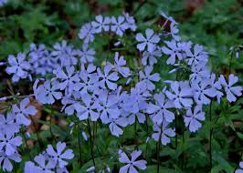 Native plants will grow better and with less fuss than a nonnative; Phlox A Sweet Addition To Any Woodland Garden Audubon North Carolina
