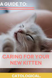 How To Care For And Take Care Of A New Baby Kitten Like An Expert Kitten Care Cat Love Quotes Cat Care Tips