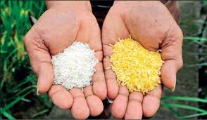 But from the onset, the study was filled with controversy. Gm Golden Rice Yield And Grain Quality Comparable To Conventional Counterparts Field Studies Show Genetic Literacy Project