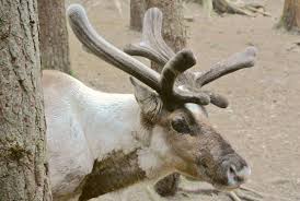 This plan is a pivotal population management tool originally published in 2007. A Finnish Forest Reindeer Rangifer Tarandus Fennicus They Are Larger Comparing To The Semi Domesticated Northern Reindeer And Have Longer Legs Jarvzoo Cent Reindeer Reindeer Photo Nordic Christmas
