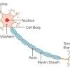 The nervous system is mainly divided into central nervous system, peripheral nervous system and autonomic nervous system. 1