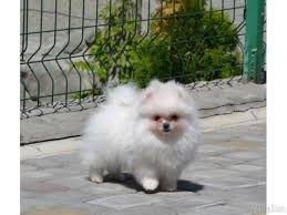 Hide this posting restore restore this posting. Pomeranian Dog Seller Near Me Novocom Top
