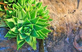 Image result for Aloe nuttii