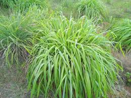 Image result for Cymbopogon nardus