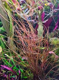 Image result for Potamogeton octandrus