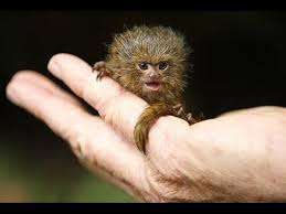 Domestic animals like dog and cat are ranked at the top which can understand humans well and learn their training process very well. 5 Incredibly Tiny Animals World S Smallest Animals Youtube