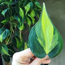 Philodendron Brasil Pretty Plants Plants
