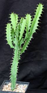 Image result for Euphorbia confinalis
