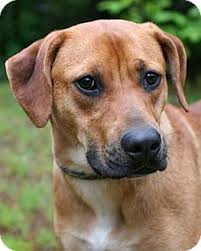15350 fairfield ranch road suite i chino hills, ca 91709 *located in an industrial business complex near the arco gas station. Union Ct Black Mouth Cur Labrador Retriever Mix Meet Callie A Dog For Adoption Dog Adoption Labrador Retriever Mix Labrador Retriever