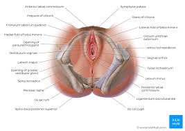 Anatomie der weiblichen geschlechtsorgane die primären geschlechtsmerkmale, die unmittelbar zur fortpflanzung notwendig sind, werden in innere und äußere geschlechtsorgane unterschieden. Weibliche Geschlechtsorgane Anatomie Organe Funktion Kenhub