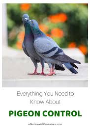 Are You Trying To Get Rid Of The Pigeons In Your Yard Well You Have Come To The Right Place In This Article We Ll Take A Get Rid Of Pigeons