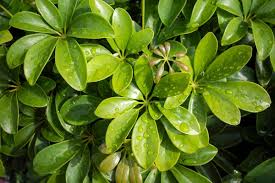 Image result for Schefflera