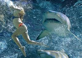 Written by will hayes and jesse studenberg; Shark Night 3d Reviews Screen