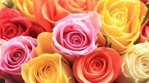Maybe you would like to learn more about one of these? A Guide To Rose Colors And What They Mean Abc10 Com