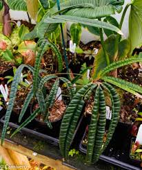Anthurium Cutucuense Carnivero