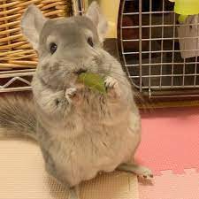 2018 06 24 パパイヤの葉を食べるおトイさんの巻 珍しくパッチリ目でもぐもぐしてましたあー可愛い toi チンチラ チンチラバイオレット チンチラバイオレットのトイ チンチラ好きな人と繋がりたい chinchilla chinchillagram pecotv 可 チンチラ 可愛い