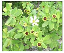 Image result for Pemphis