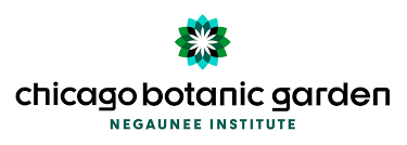 Image result for Buchnera strictissima