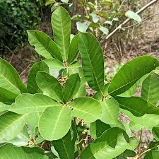 Image result for Vitex doniana