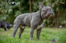 They are friendly, affectionate, fun and loving. Adult Breeding Males Diamond French Bulldogs