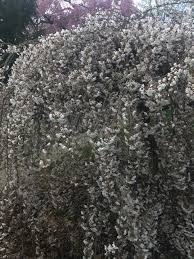 Olive trees can live for several centuries and can remain productive for as long if they are pruned correctly and regularly. A Walking Tour Of Blooming Trees In Pittsburgh Carnegie Museum Of Natural History