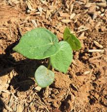 Image result for Hibiscus panduriformis